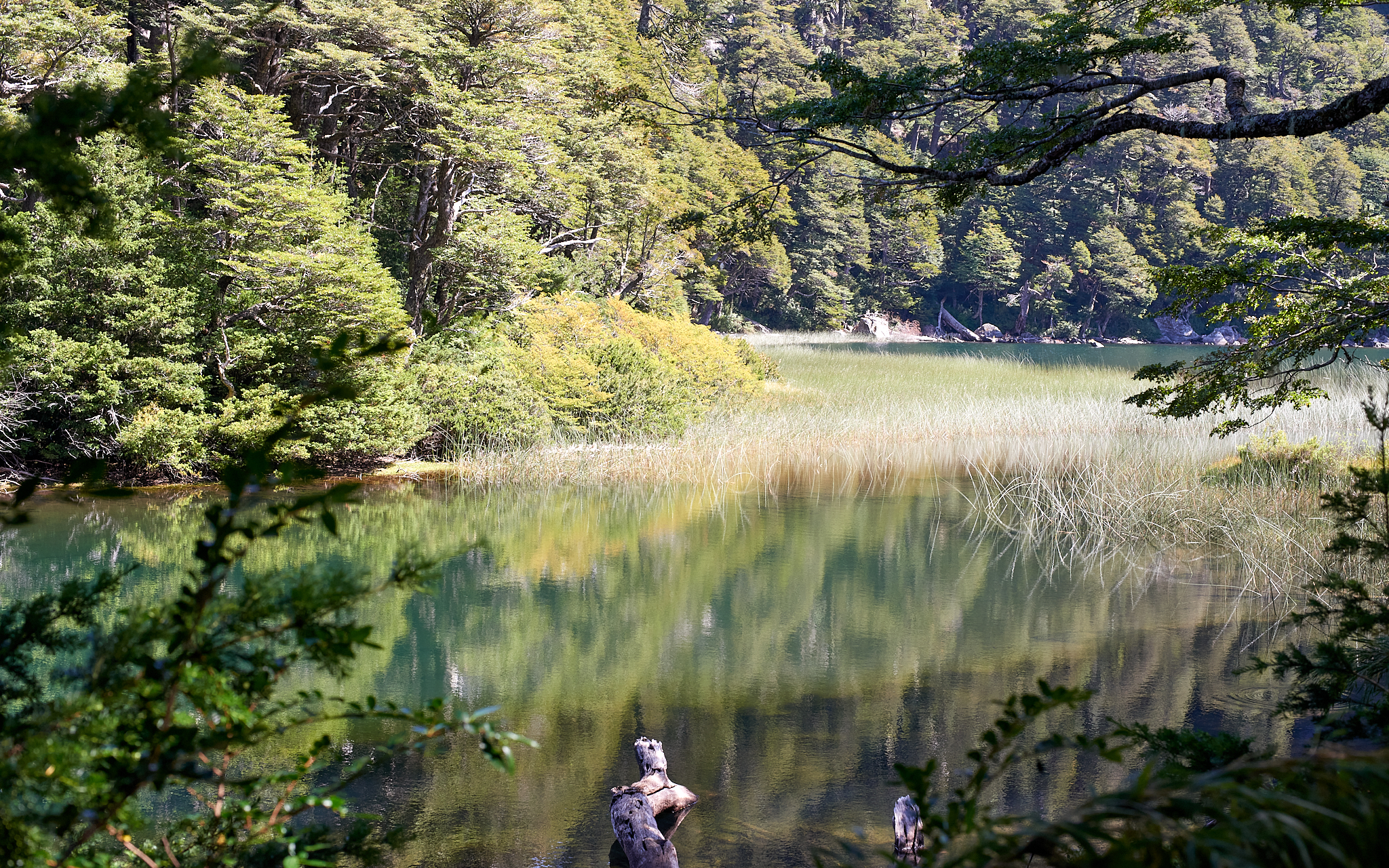 20200317 883 [칠레] 푸콘 우에르케우에 국립공원 트레킹